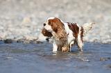 CAVALIER KING CHARLES 252
